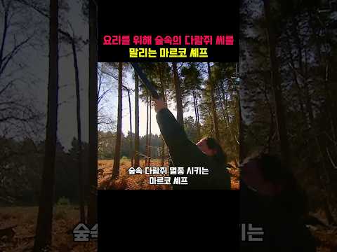 마르코 셰프 : 다람쥐 파이 한번 잡숴봐!