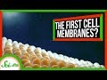 Amphiphilic Molecules and Supercapacitors