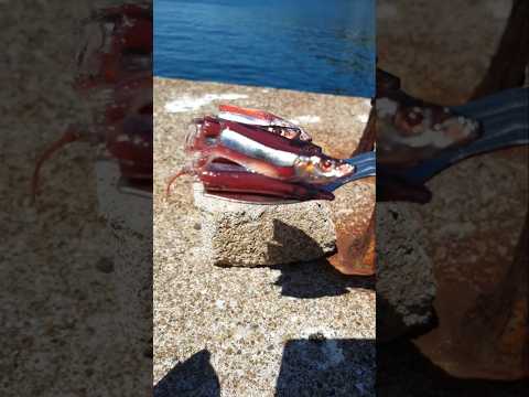 【異常魚】海の小魚が消えたとき凄まじい活性はマジでビビる!