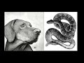 Narrator's Experience with Neela and Cobra