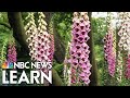 Exploring the World of Plants