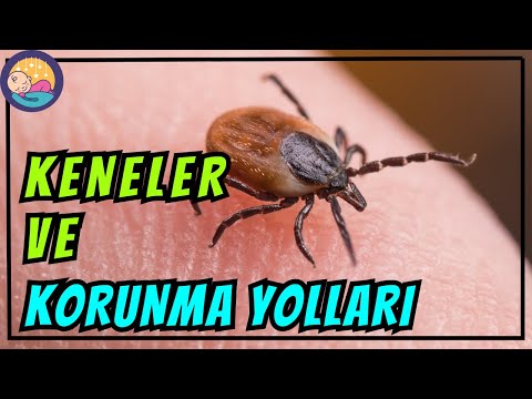Kene Hastalıklarına Karşı Ailenizi Nasıl Korursunuz?
