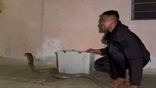 TUNDUKKAN KING COBRA DENGAN BULU AYAM