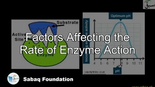 Factors Effecting the Rate of Enzyme Action
