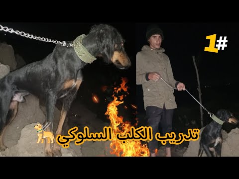 فيديو عاده طلعب النضيره