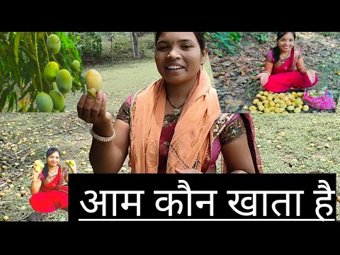 जंगली आम कैसे किलो बिकता है || जंगली आम  बंदर खाती है क्या 🥭🥭🤔🤔