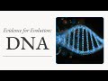Evolutionary Evidence Through Genetics
