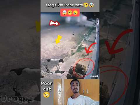 Kitten is attacked by Dog, but then one Hero came😭😱😢#kitten #viral#animals #youtubeshorts #sad#cat