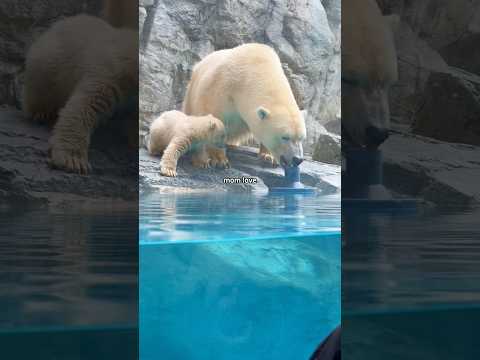 When animal moms show their unconditional love💛#animals #Love #momlove #animallover #fyp