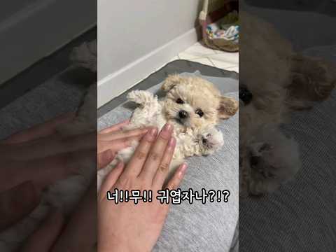 세상 사람들이 다 귀엽다는데?
