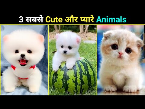 3 सबसे Cute और प्यारे Animals 😍 | Cute Animals in the world | #shorts #animals