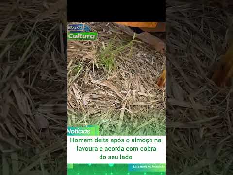homem dormindo com cobra na lavoura
