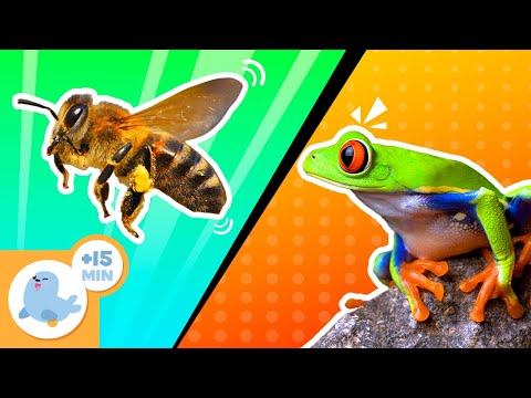 SMALL but SURPRISING 🦋 ANIMALS for Children