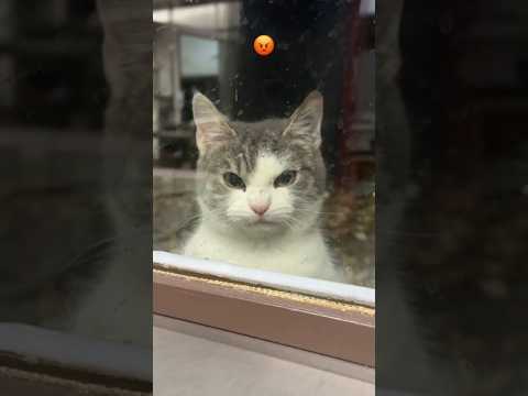The Angriest Cat 😹