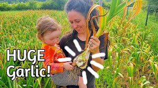 HUGE Garlic - Elephant Garlic Trick