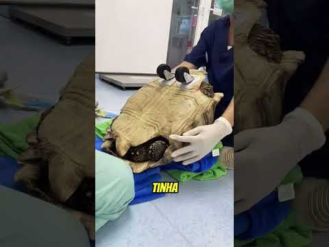 eles AJUDARAM a tartaruga! #curiosidades #animal #emocionante