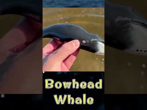 Bowhead Whale Toy Fun!  #KidsLearning