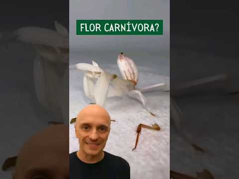 Louva-a-Deus caçador ou uma flor carnívora?