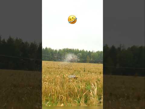 Good Shot??? 🤣 #jet2holidays #funny #uplandhunting #pheasants