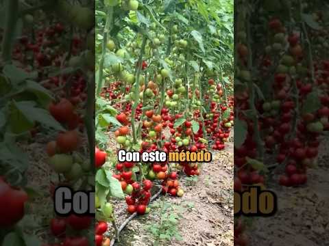 Este agricultor encontró una técnica brillante y ahora sus plantas de tomate crecen como árboles.