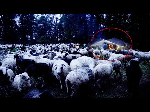 shepherd dinner time in the Himalayan rural Nepal || Rural Nepal quest ||