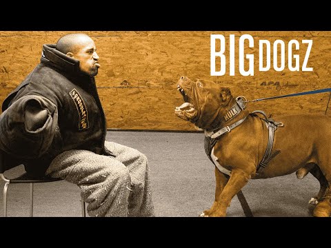 Taking On 'Hulk' - The World's Biggest Pitbull