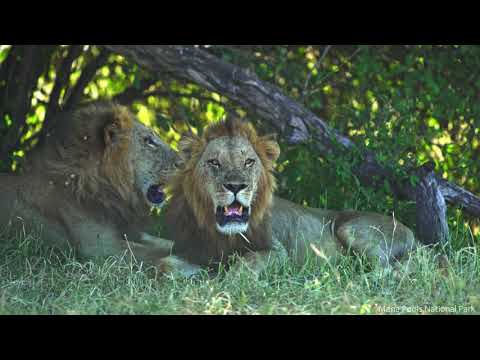 Zimbabwe's Official Destination Video 2021