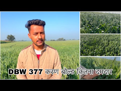 गेहू की नई किस्म DBW 377 करण बोल्ड । wheat new variety DBW 377 karan bold देखिए कैसा लगा प्लॉट par