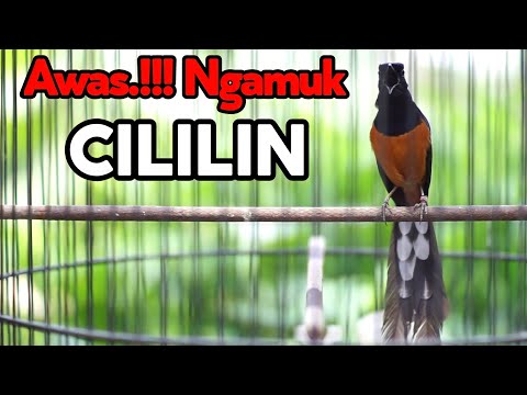 LANGSUNG EMOSI IKUT GACOR DENGAN PANCINGAN MURAI BATU ISIAN CILILIN INI