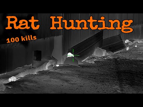 RAT HUNTING▪︎100 KILLS ▪︎SHOOTING