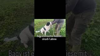 Vorstellungsvideo Bagy