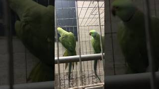 Green parrots aur cockatiel birds