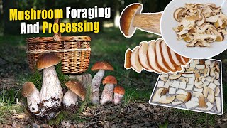 Mushroom Foraging & Processing | How To Dehydrate Mushrooms | Drying Wild Mushrooms At Home
