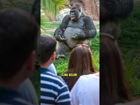 Gorilla speaks? Experts shocked! 😱 #shorts