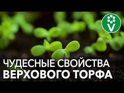 Торф спасет рассаду от черной ножки! И это еще не всё.