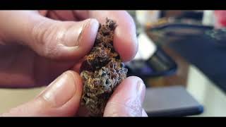 TROPICANA POISON STRAIN REVIEW SWEET SEEDS