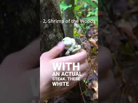4 Mushrooms that Taste like Meat! Vol 2.