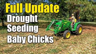 FULL UPDATE Lawn Seeding - Baby Chicks - Planting for Deer