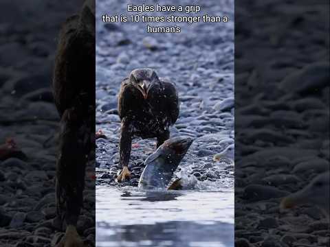 Eagle devours fresh catch