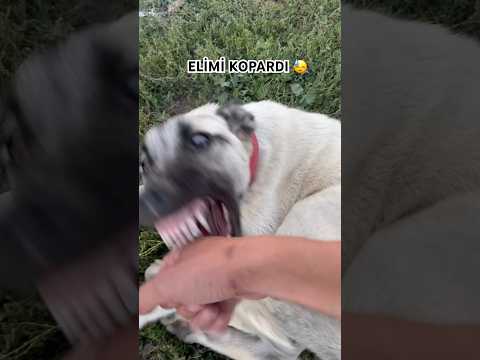 Köpekten Korkan izlemesin #Kangal #Dog #youtubeshorts