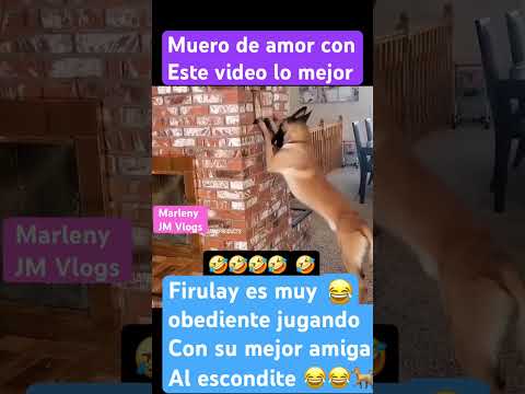 Perro jugando al escondite #parati #humor #shortsviral #perrosgraciosos #viralvideo #perro