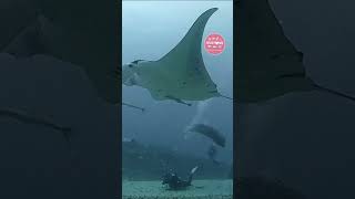 Baby Sharks Ink Blasts & Whale Breaches—Ocean Drama at Its Best!