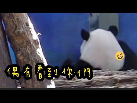 圓寶好忙碌，到處吃東西，吃完還要去偷看一下保育員|熊貓貓熊The Giant Panda Yuan Yuan and Yuan Bao|台北市立動物園