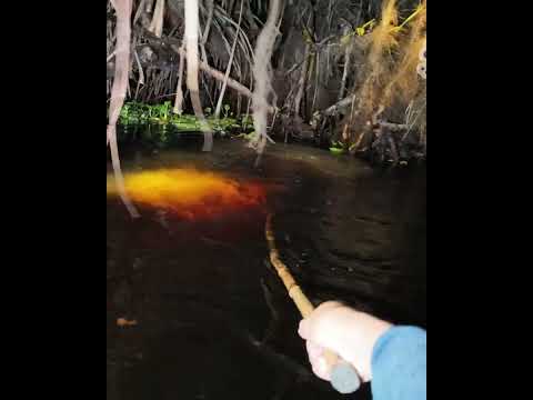 menombak ikan toman jumbo #fishing #fayzfishingadventure #spearfishing