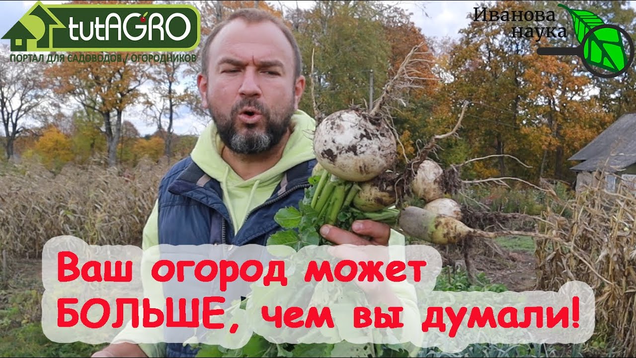 Вторая волна! Вырастить редьку, репу и дайкон как дважды два! Посеять и. Всё!