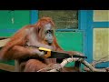 Orangutan Communication and Rehabilitation