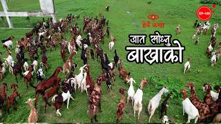 जात सोध्नु बाख्राको | Jaat Sodhnu Bakhrako | Herne Katha EP155 - हेर्ने कथा