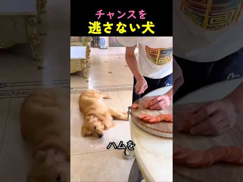 チャンスを逃さないワンコ