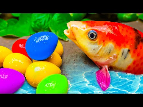 Koi Fish, Field Crabs Against Venom And Hunt Eels 💕 Stop Motion ASMR CoCo