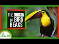 Evolution of Bird Beaks